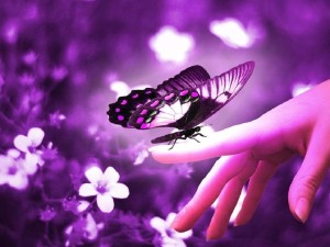 mariposa